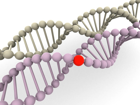 基因在DNA