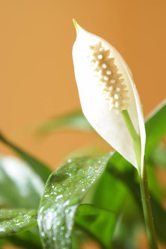 白鶴芋