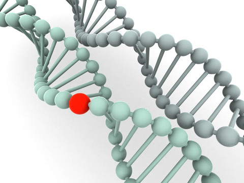 基因在DNA