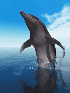 海豚