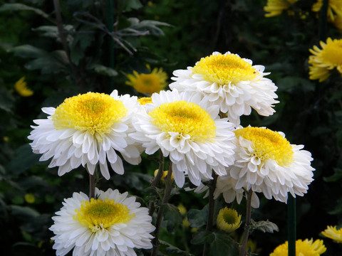 花菊花