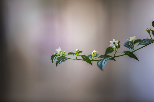 花卉