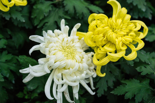 菊花