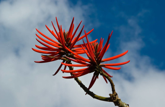 花Erythrina speciosa