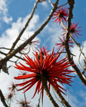花Erythrina speciosa