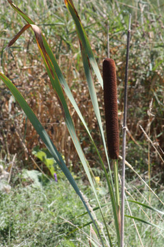 香蒲（Bulrush