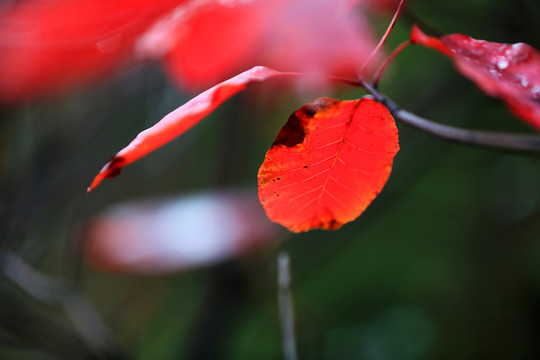 秋葉風(fēng)采