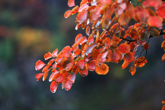 秋葉風(fēng)采