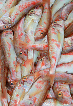 紅鯔魚