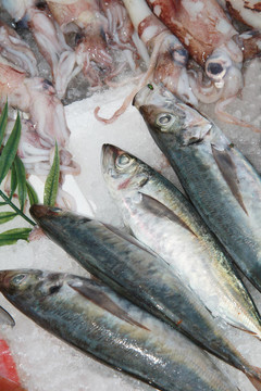 新鮮的魚(yú)