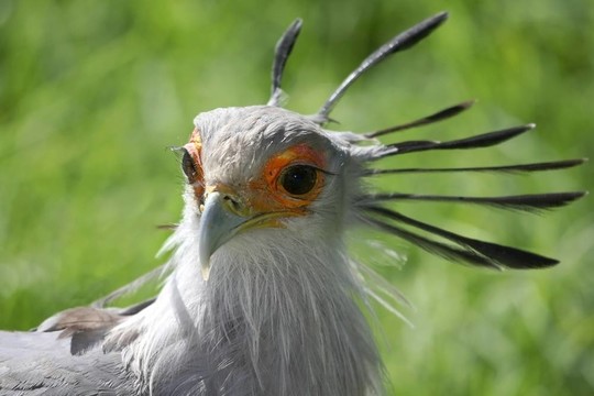 秘書鳥的肖像
