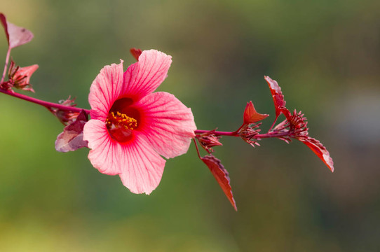 木槿花