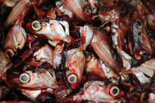 把魚頭