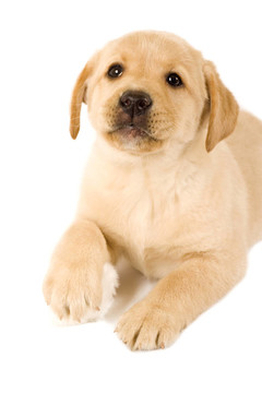 拉布拉多幼犬的毛球