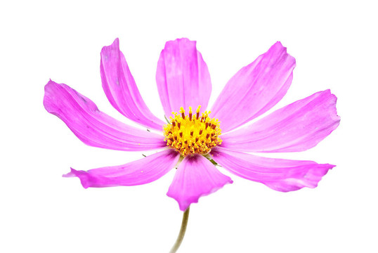 大波斯菊