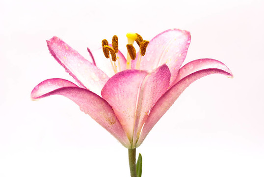 粉百合