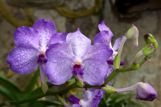 紫蘭花