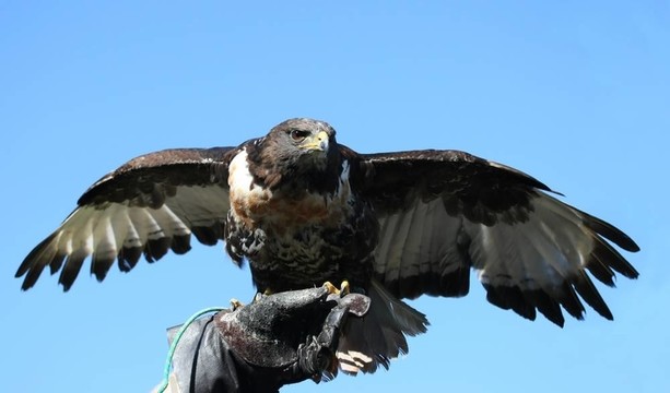 豺狼禿鷹捕食鳥