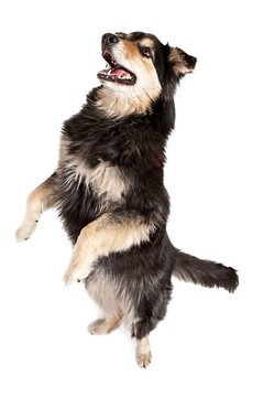 Auustralian Shephard Dog站在Hind Legs