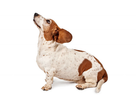 巴吉度獵犬耳朵飛回來(lái)