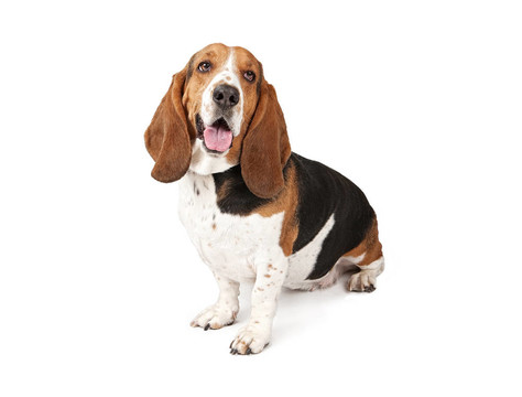 巴吉度獵犬看著旁邊