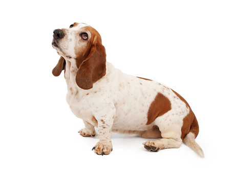 巴吉度獵犬抬頭