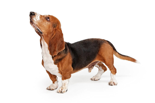 巴吉度獵犬簡(jiǎn)介