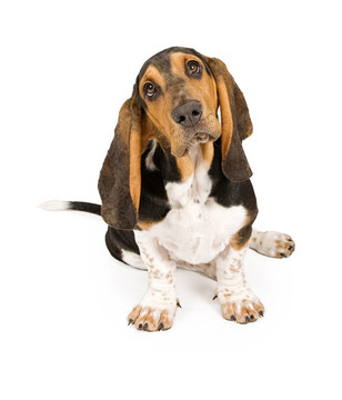 巴吉度獵犬的小狗