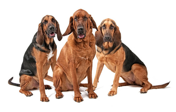 三株犬White獵犬