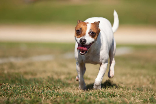 精力充沛的杰克羅素梗犬跑在草地上