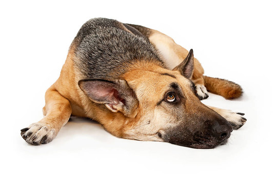 德國(guó)牧羊犬躺下來(lái)看著