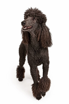 快樂的黑色標準貴賓犬