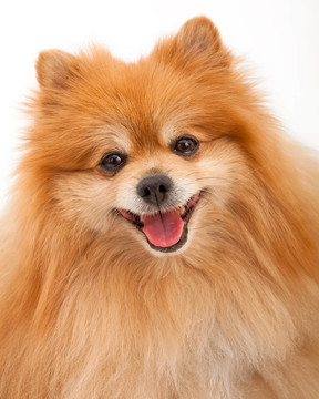 博美犬圖片