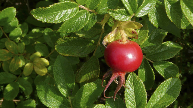 玫瑰Ramanas rose（Rosa rugosa）在敘爾特島；Ger