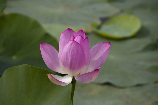 荷花在水中