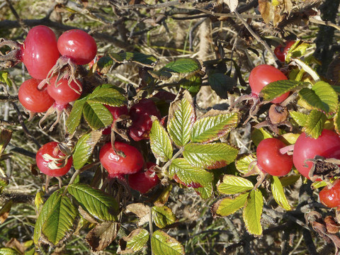 成熟的玫瑰和葉片萎蔫Rosa rugosa