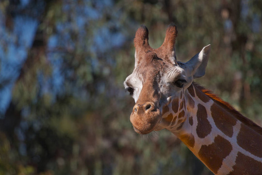 Giraffe Head直上