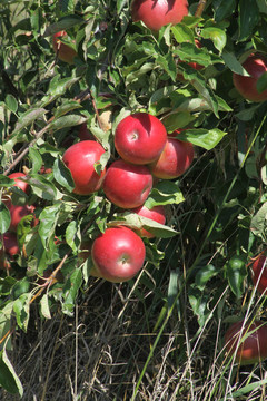 蘋果；紅色（樹上）