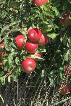 蘋果；紅色（樹上）