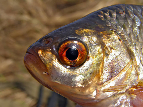 頭魚