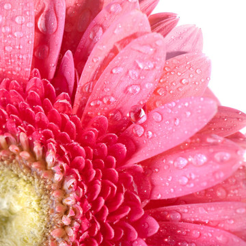 Pink daisy gerbera與水滴白色隔離