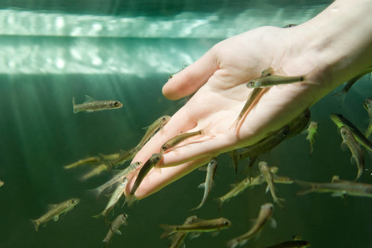 手與魚的水（魚水療護膚）