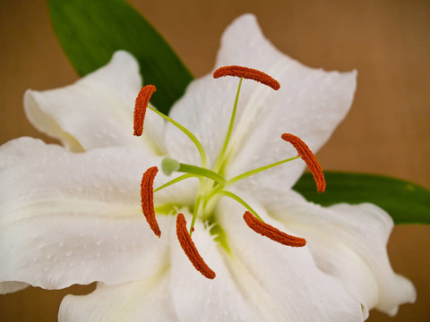 卡薩布蘭卡百合花的特寫展示細節(jié)