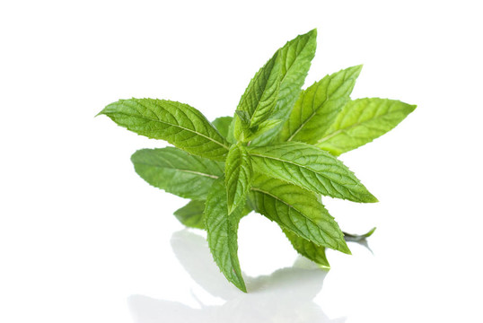 白色綠色薄荷