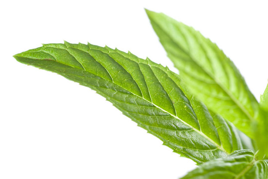 白色薄荷綠色薄荷的宏觀照片