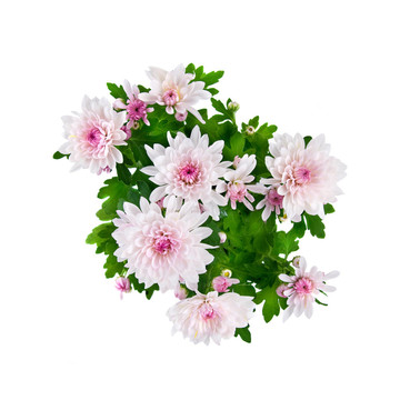 紫菊花束