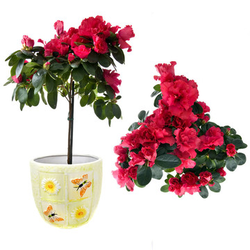紅杜鵑花白色隔離