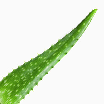 白色的綠色蘆薈的近攝照片