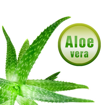 特寫照片的綠色蘆薈與圖標(biāo)孤立的白色