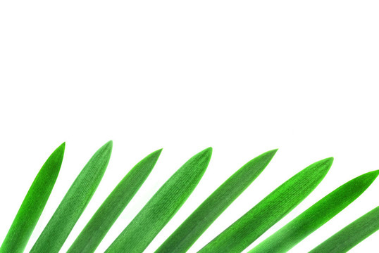 設(shè)計元素從綠色的棕櫚葉上分離白色